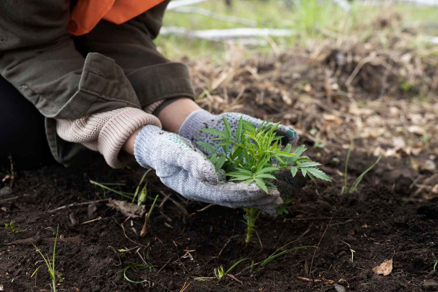 Best Professional Tree Care  in Royal Palm Estates, FL